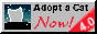 Adopt a Cat NOW!