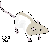 rat