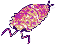 orange and pink isopod
