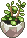 jade plant