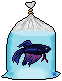 blue betta in bag