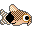 corydora