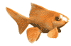 goldfish