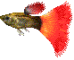 swishy guppy