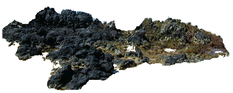 reef rocks