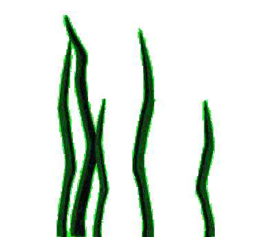 seagrass