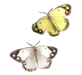 fluttering butterflies