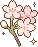 cherry blossom