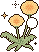 dandelions