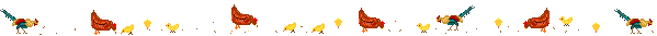 chickens feeding dividers