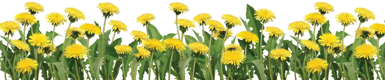 realistic dandelion divider