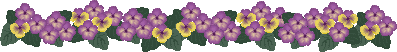purple pansy divider