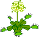 venus fly trap