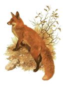 fox looking around