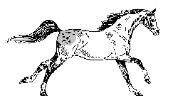 horse running