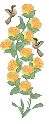 orange rosebush