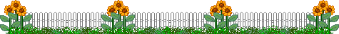 sunflowers with white picket fence