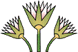 tri lotus