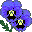blue pansies
