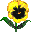 yellow pansy